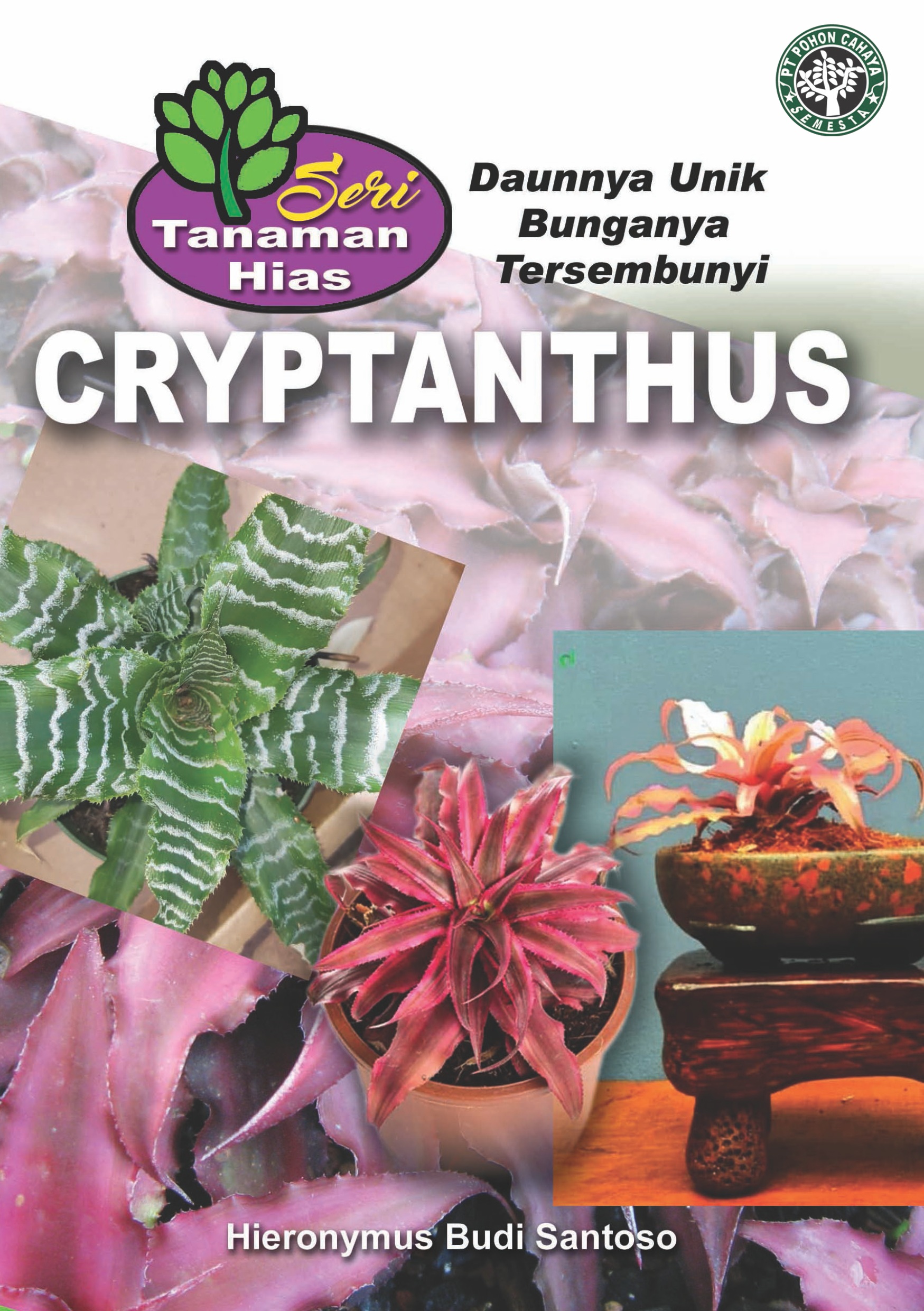 Cryptanthus daunnya unik bunganya tersembunyi [sumber elektronis]