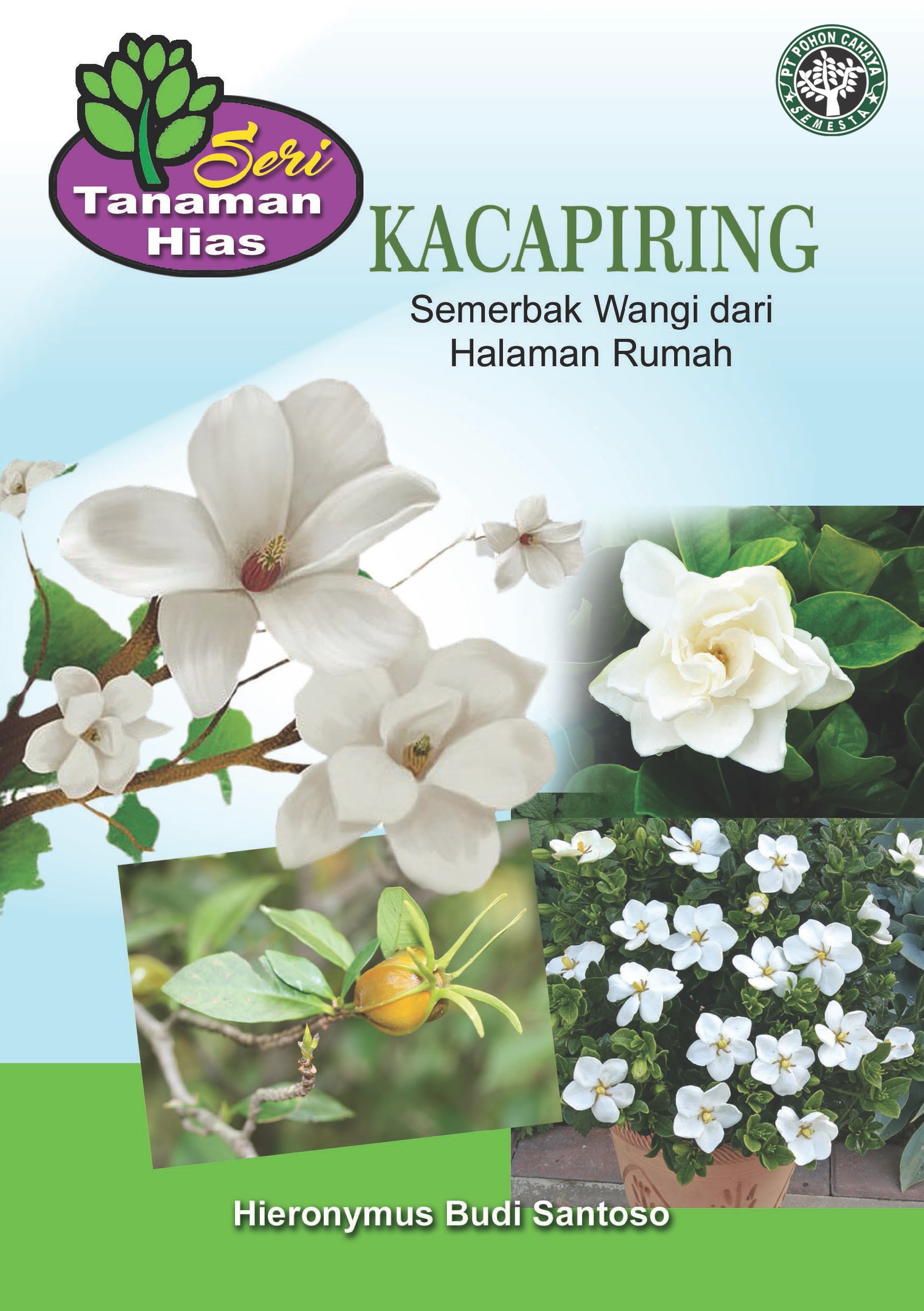 Kacapiring semerbak wangi dari halaman rumah [sumber elektronis]