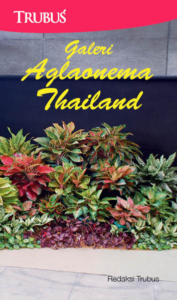 Galeri aglaonema thailand [sumber elektronis]