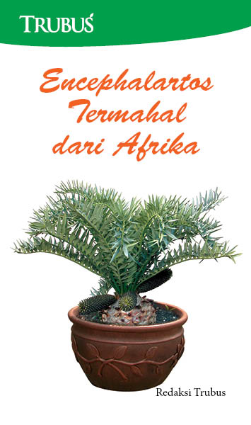 Encephalartos temahal dari afrika [sumber elektronis]