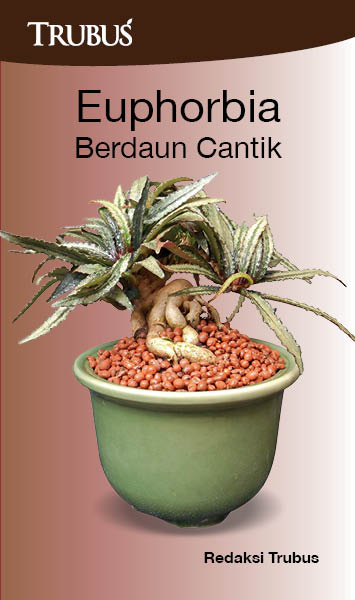 Euphorbia berdaun cantik [sumber elektronis]