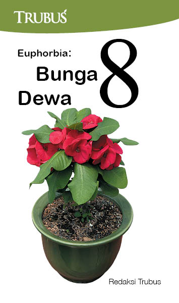 Euphorbia: bunga 8 dewa [sumber elektronis]