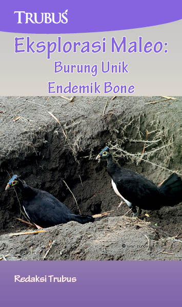 Eksplorasi  maleo : burung unik endemik Bone [sumber elektronis]