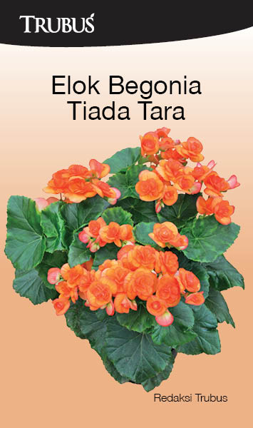 Elok begonia tiada tara [sumber elektronis]