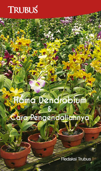 Hama dendrobium & cara pengendaliannya [sumber elektronis]