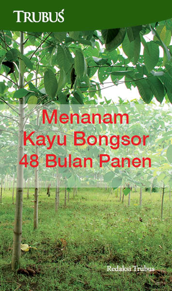 Menanam kayu bongsor 48 bulan panen [sumber elektronis]