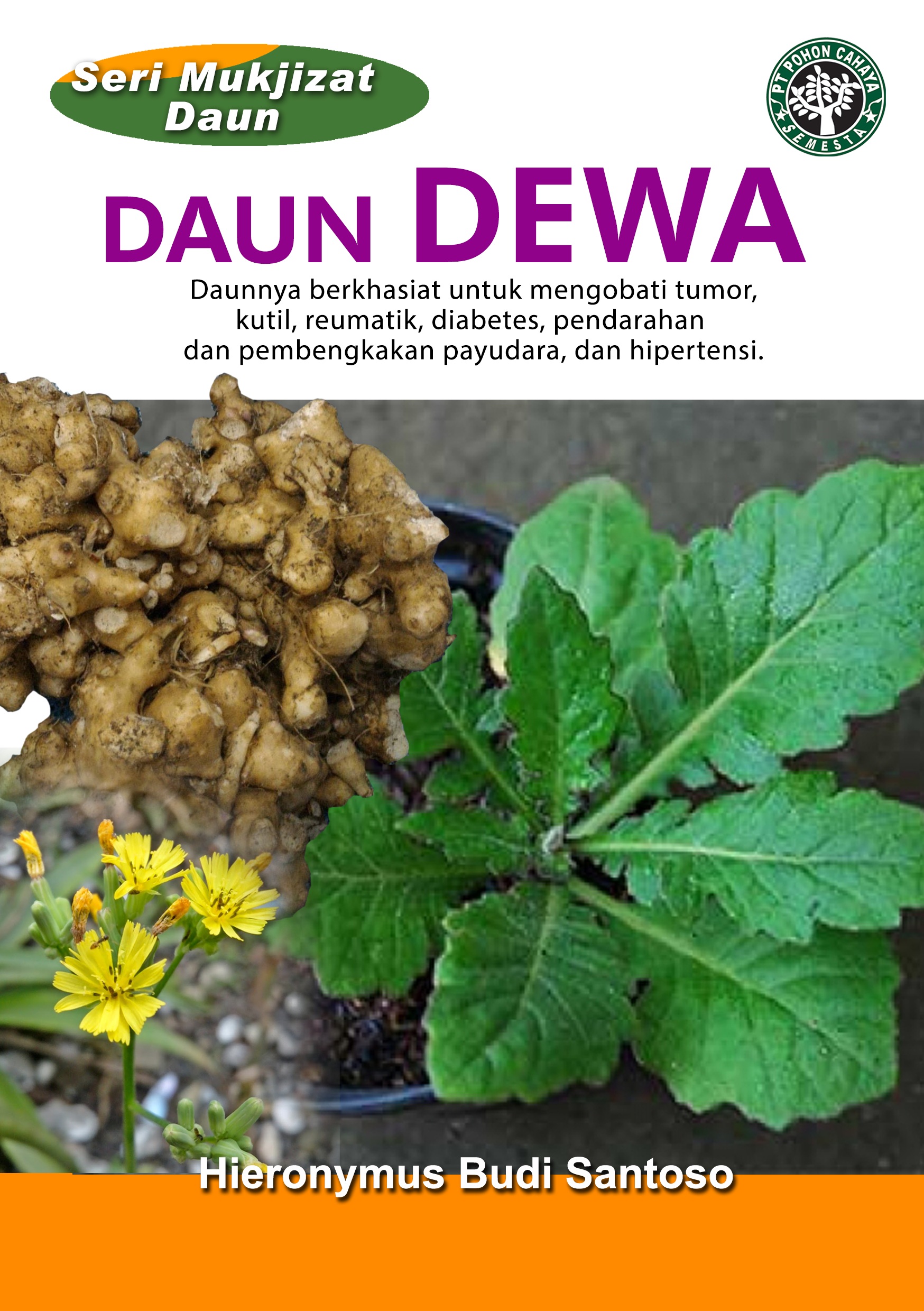 Daun dewa [sumber elektronis] : daunnya berkhasiat untuk mengobati tumor, kutil, reumatik, diabetes, pendarahan dan pembengkakan payudara, dan hipertensi.