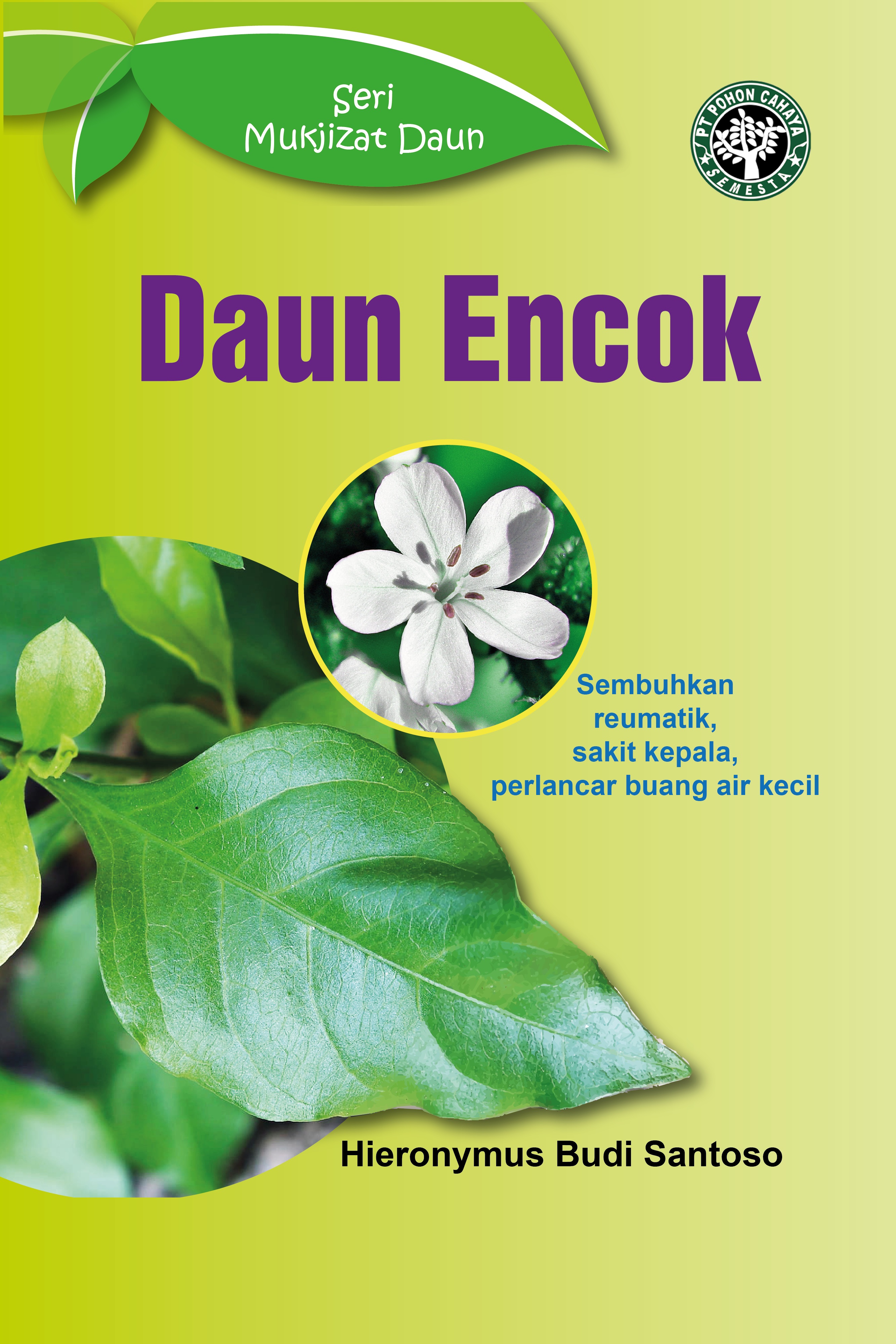 Daun encok [sumber elektronis] : sembuhkan reumatik, sekit kepala, perlancar buang air kecil.