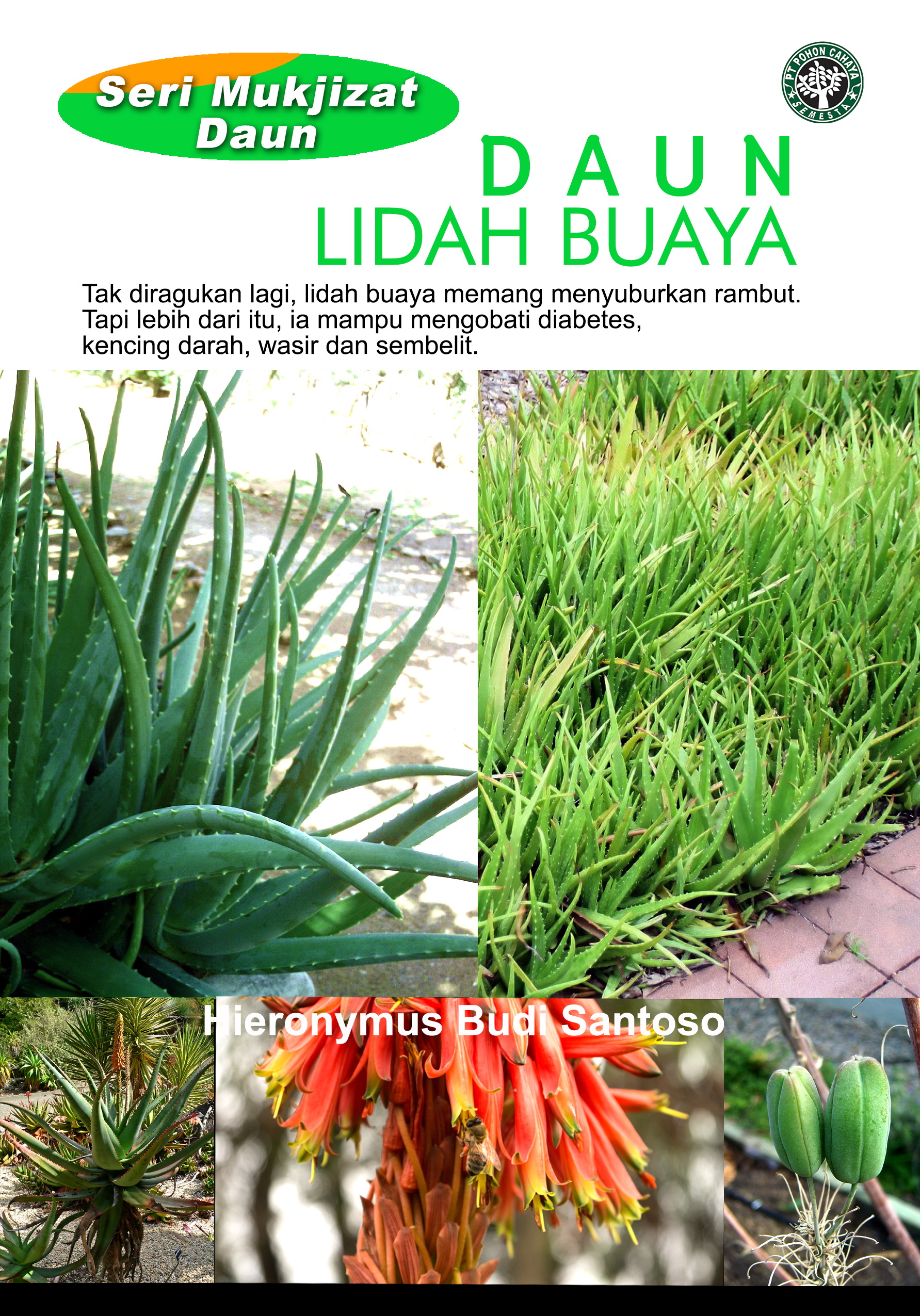 Daun lidah buaya [sumber elektronis] : tak diragukan lagi, lidah buaya memang menyuburkan rambut. tapi lebih dari itu, ia mampu mengobati diabetes, kencing darah, wasir dan sembelit.