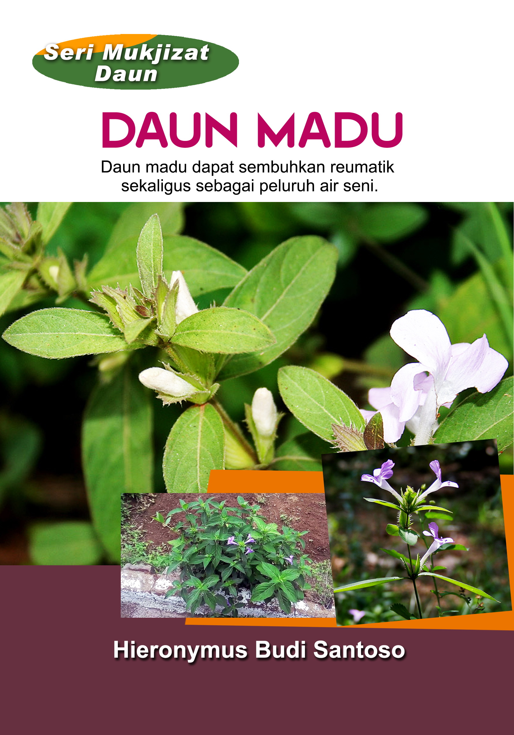 Daun madu [sumber elektronis] : daun madu dapat sembuhkan reumatik sekaligus sebagai peluruh air seni.