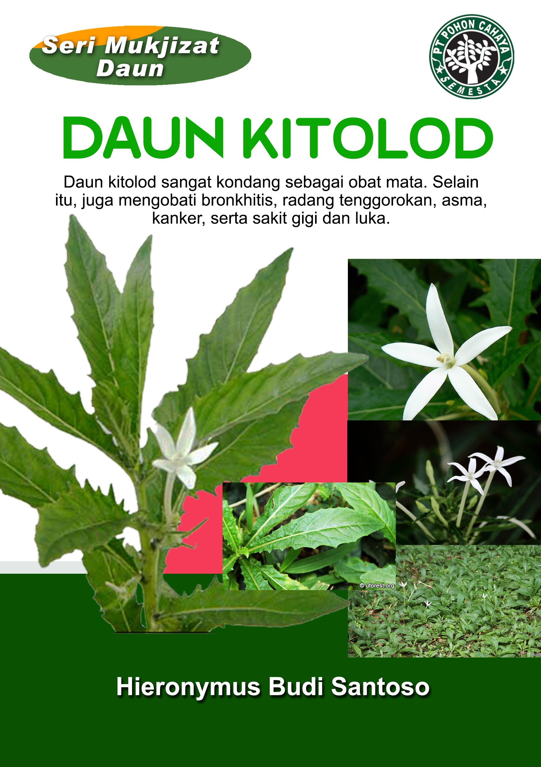 Daun kitolod [sumber elektronis] : daun kitolod sangat kondang sebagai obat mata. selain itu, juga mengobati bronkhitis, radang tenggorokan, asma, kanker, serta sakit gigi dan luka