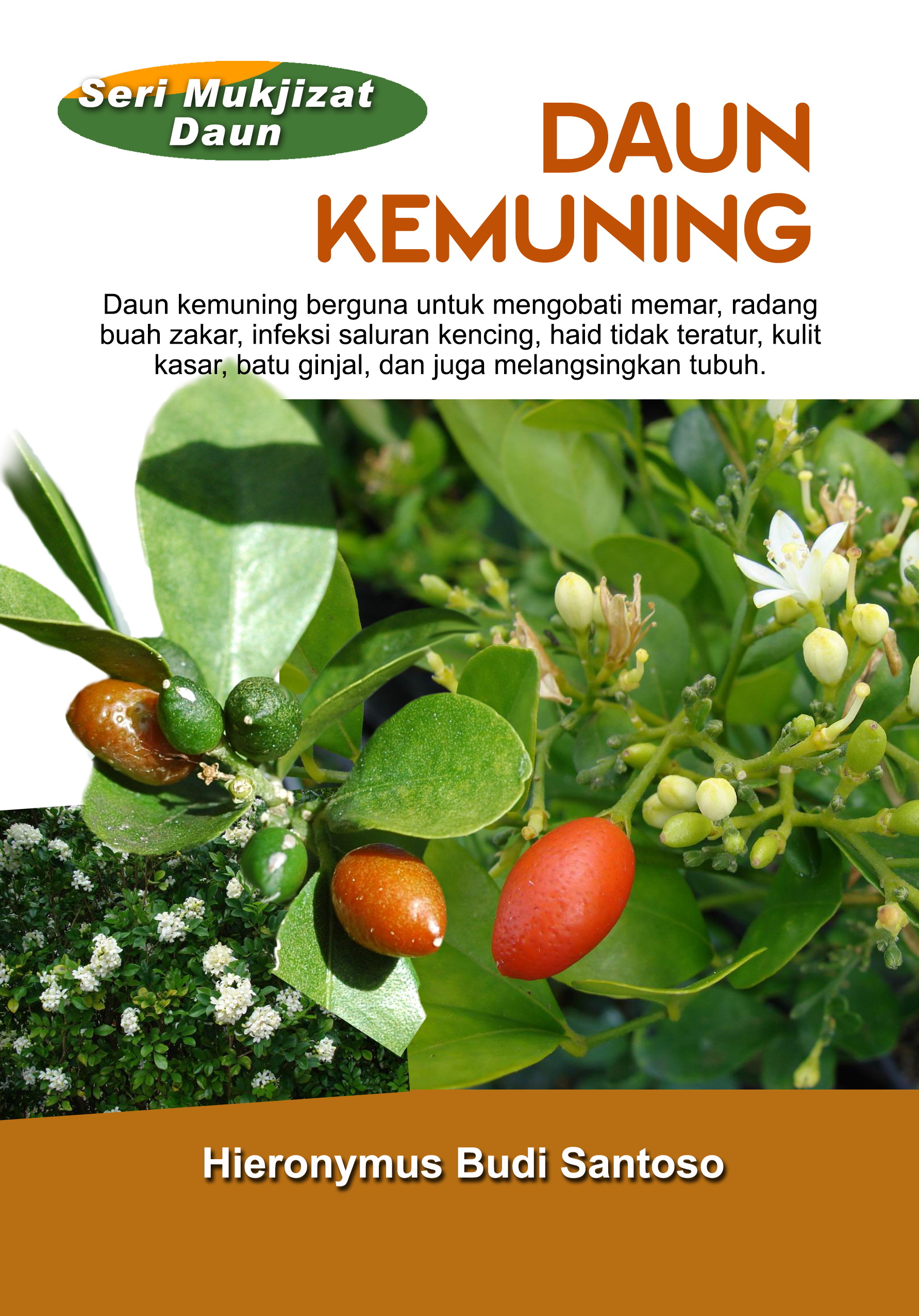 Daun kemuning [sumber elektronis] : daun kemuning berguna untuk mengobati memar, radang buah zakar, infeksi saluran kencing, haid tidak teratur, kulit kasar, batu ginjal, dan juga melangsingkan tubuh