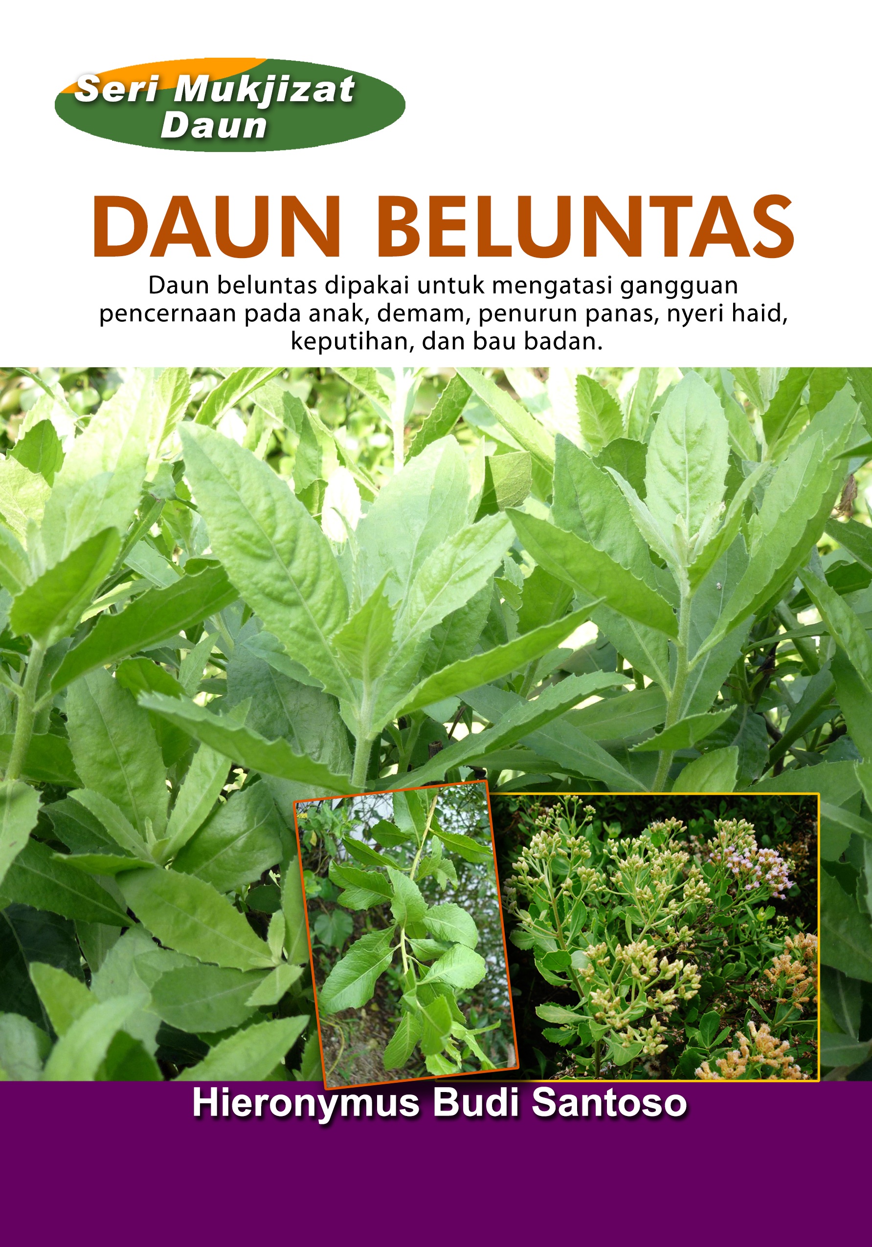 Daun beluntas [sumber elektronis] : daun beluntas dipakai untuk mengatasi gangguan pencernaan pada anak, demam, penurun panas, nyeri haid, keputihan, dan bau badan.