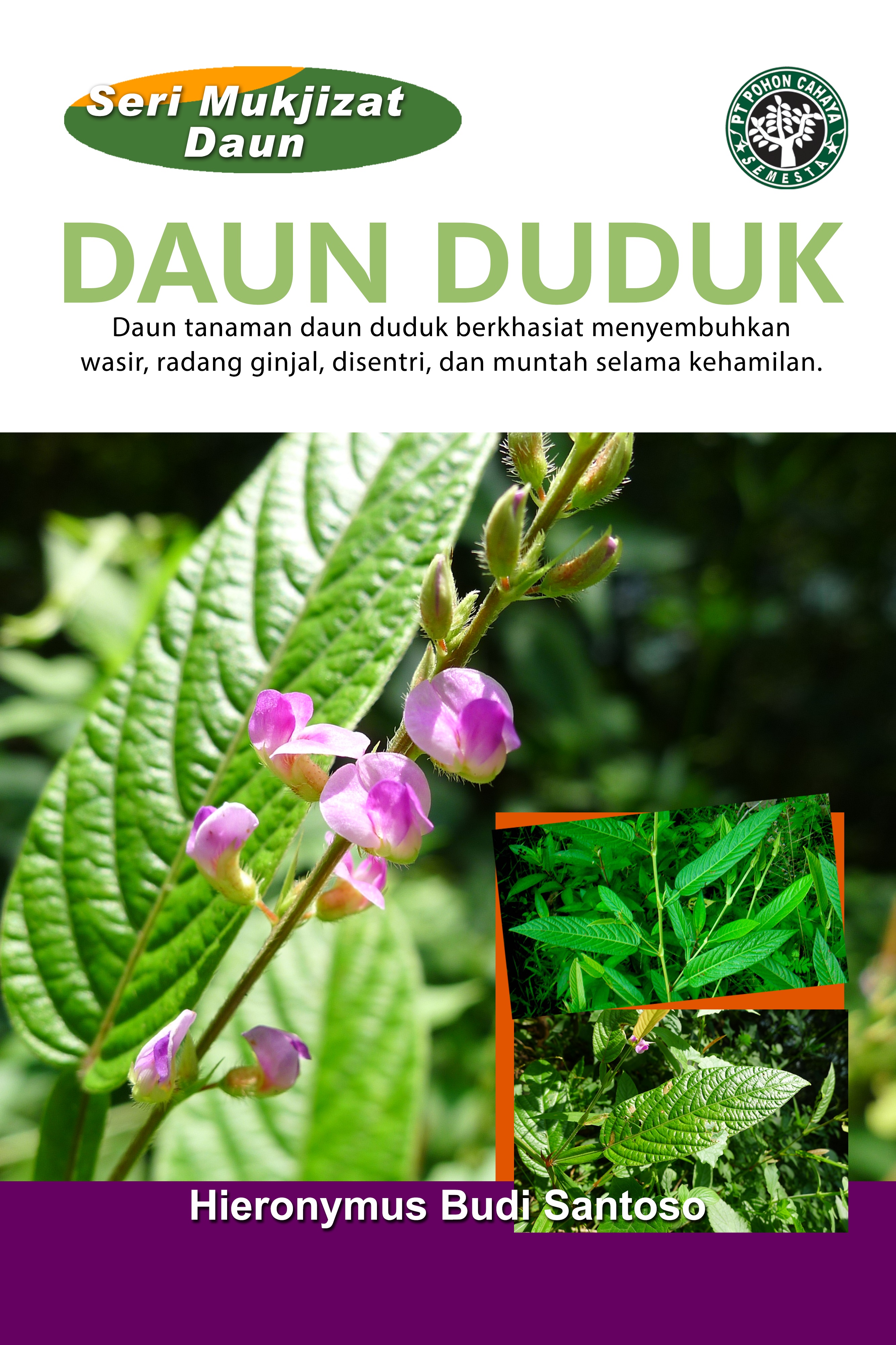 Daun duduk [sumber elektronis] : daun tanaman daun duduk berkhasiat menyembuhkan wasir,radang ginjal, disentri, dan muntah selama kehamilan