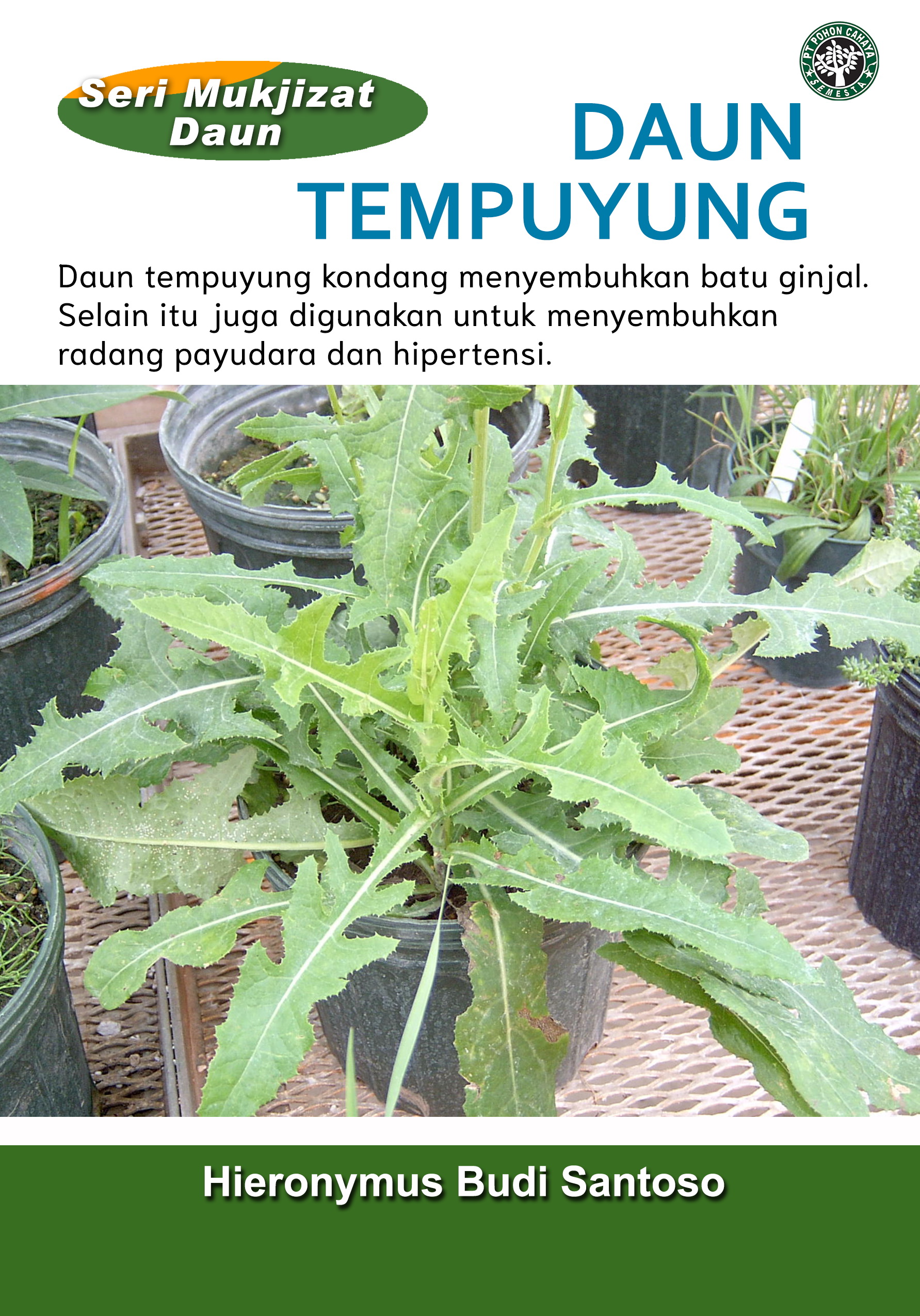 Daun tempuyung [sumber elektronis] : daun tempuyung kondang menyembuhkan batu ginjal. selain itu juga digunakan untuk menyembuhkan radang payudara dan hipertensi.